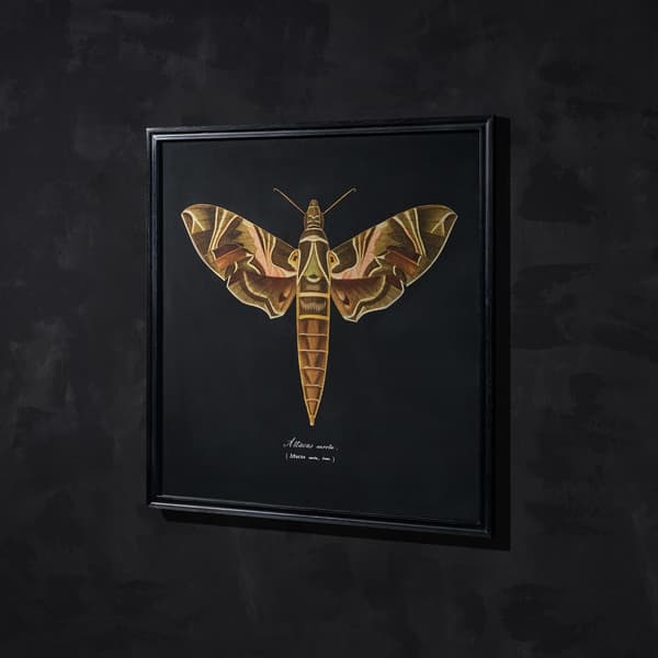 entomology brn flat moth detail 3
