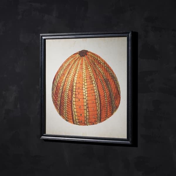 urchin orange detail 3