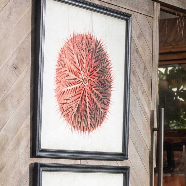 urchin detail 2