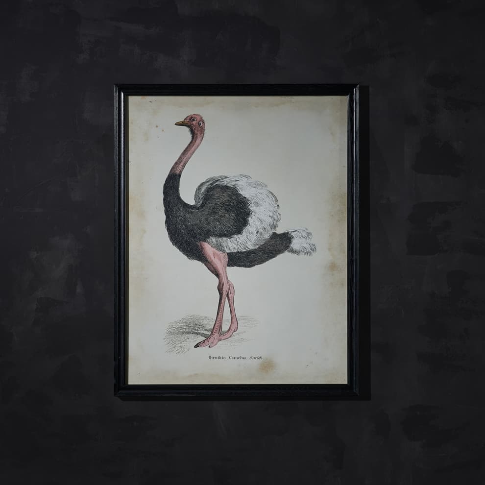 animal ostrich wallart detail 2