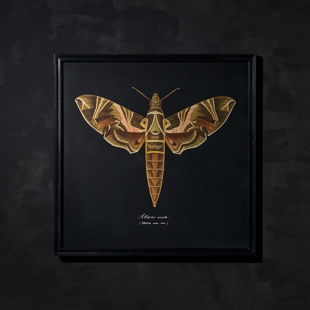 entomology brn flat moth detail 2