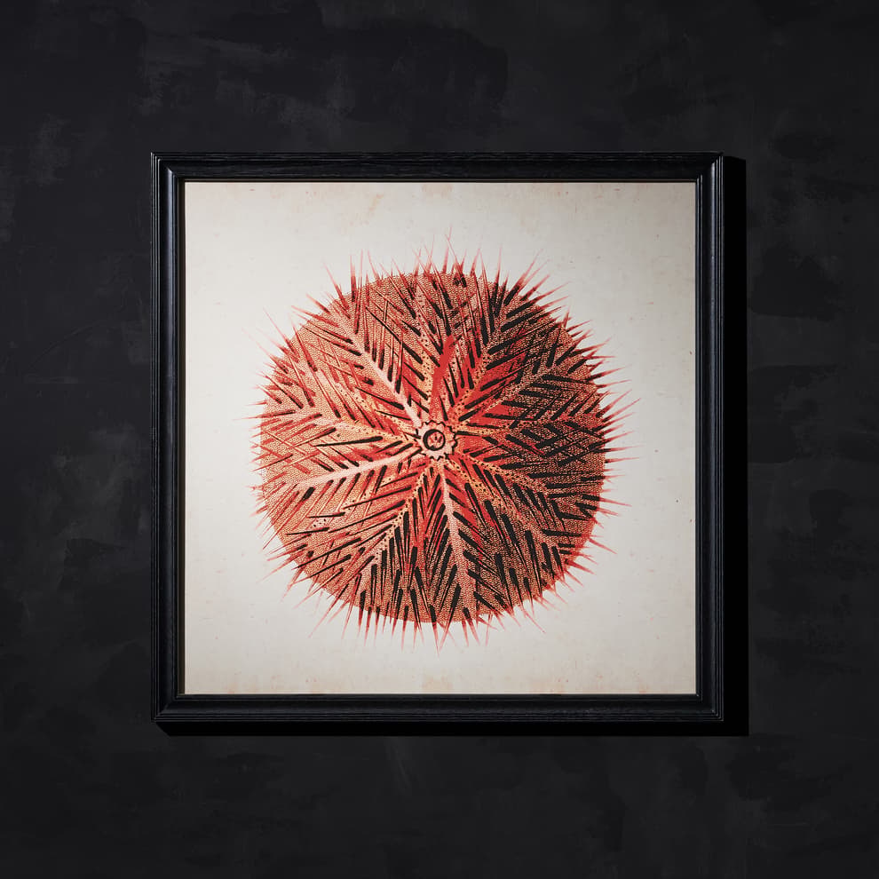 urchin red wallart detail 2