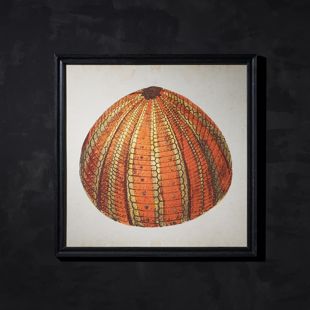 urchin orange detail 2